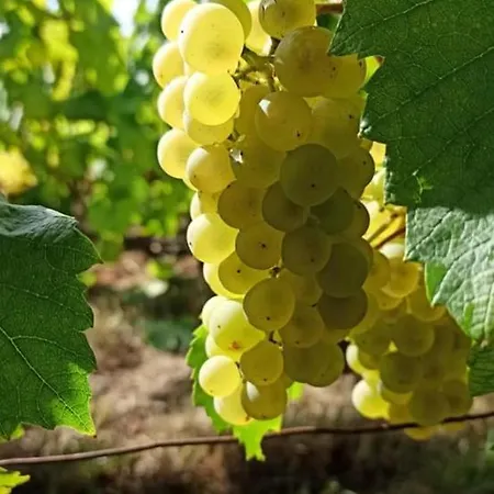 Les Bulles Ageennes Apartment Ay-Champagne